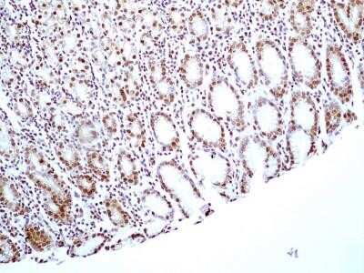 Immunohistochemistry: HMGB1/HMG-1 Antibody (19N15F4) - Azide and BSA Free [NBP2-80775] - Analysis of HMGB1 protein in a section of normal human stomach tissue using HMGB1 antibody (clone 19N15F4) at a concentration of 5 ug/ml. The cells of the glandular stomach showed specific nuclear expression for HMGB1. Image from the standard format of th