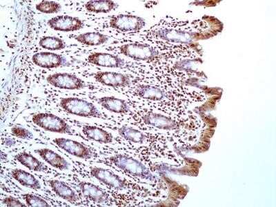 Immunohistochemistry-Paraffin: HMGB1/HMG-1 Antibody (19N15F4) - Azide and BSA Free [NBP2-80775] - Analysis of HMGB1 protein in a tissue section of normal human colon using HMGB1 antibody (clone 19N15F4) at a concentration of 5 ug/ml. Almost all the cells of colon's mucosal layer showed nuclear positivity for HMGB1 but the cells of the columnar epithel