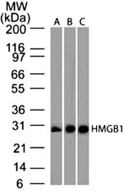 Western Blot: HMGB1/HMG-1 Antibody (19N15F4) - Azide and BSA Free [NBP2-80775] - Analysis of HMGB1 protein on ( A) Full-length human HMGB1 protein (B) human Jurkat cell lysate and (C) mouse NIH 3T3 cell lysate using HMGB1 antibody (clone 19N15F4) at 2 ug/ml concentration. Goat anti-mouse IgG HRP secondary antibody and PicoTect ECL substrate solution were used in this assay. Image from the standard format of this antibody.