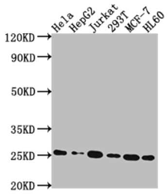 Western Blot: HMGB1/HMG-1 Antibody (1A1) [NBP3-15235] - Positive WB detected in: Hela whole cell lysate, HepG2 whole cell lysate, Jurkat whole cell lysate, 293T whole cell lysate, MCF-7 whole cell lysate, HL60 whole cell lysate. All lanes: HMGB1/HMG-1 antibody at 1:2000. Secondary: Goat polyclonal to rabbit IgG at 1/50000 dilution. Predicted band size: 25 KDa. Observed band size: 25 KDa.