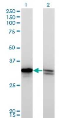 Western Blot: HMGB1/HMG-1 Antibody (1B11) [H00003146-M03] - Analysis of HMGB1 expression in transfected 293T cell line by HMGB1 monoclonal antibody (M03), clone 1B11. Lane 1: HMGB1 transfected lysatE (25 KDa). Lane 2: Non-transfected lysate.