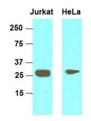 Western Blot: HMGB1/HMG-1 Antibody (J2E1) [NBP1-07087] - Cell lysates of Jurkat and HeLa (30ug) were resolved by SDS-PAGE, transferred to NC membrane and probed with anti-human HMGB1 (1:1,000). Proteins were visualized using a goat anti-mouse secondary antibody conjugated to HRP and an ECL detection system.