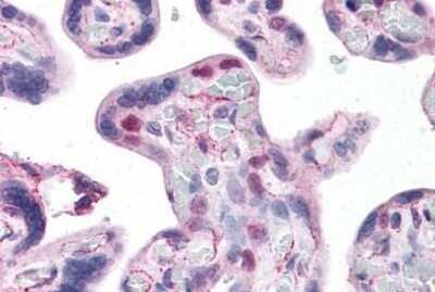 Immunohistochemistry-Paraffin: HMGB2 Antibody (3C7) [NBP1-69800] - Analysis of anti-HMGB2 antibody with human placenta at concentration 10 ug/ml.