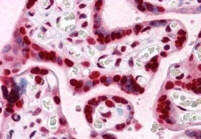 Immunohistochemistry-Paraffin: HMGB2 Antibody (3D2) [NBP1-69801] - Analysis of anti-HMGB2 antibody with human placenta at concentration 5 ug/ml.