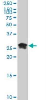 Western Blot: HMGB2 Antibody (3D2) [NBP1-69801] - Analysis of anti-HMGB2 antibody with HeLa NE.