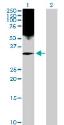 Western Blot: HMGB2 Antibody [H00003148-D01P] - Analysis of HMGB2 expression in transfected 293T cell line by HMGB2 polyclonal antibody.Lane 1: HMGB2 transfected lysate(24.00 KDa).Lane 2: Non-transfected lysate.