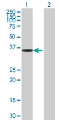 Western Blot: HMGCL Antibody [H00003155-D01P] - Analysis of HMGCL expression in transfected 293T cell line by HMGCL polyclonal antibody.Lane 1: HMGCL transfected lysate(34.40 KDa).Lane 2: Non-transfected lysate.