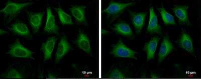 Immunocytochemistry/ Immunofluorescence HMGCS1 Antibody