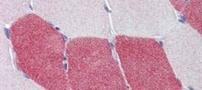 Immunohistochemistry-Paraffin: HMGCS1 Antibody [NBP1-54623] - Human Skeletal Muscle, 5.0ug/ml.