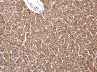 Immunohistochemistry-Paraffin HMGCS1 Antibody