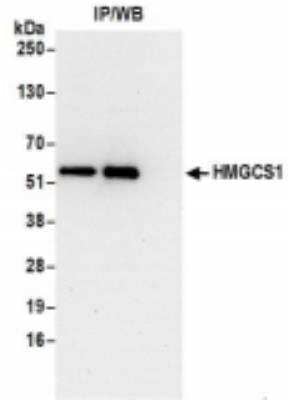 <b>Biological Strategies Validation. </b>Immunoprecipitation: HMGCS1 Antibody [NBP2-36554] - Samples: Whole cell lysate (0.5 or 1.0 mg per IP reaction; 20% of IP loaded) from 293T cells prepared using NETN lysis buffer. For blotting immunoprecipitated HMGCS1, it was used at 0.4 ug/ml. Detection: Chemiluminescence with an exposure time of 30 seconds.