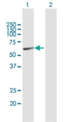 Western Blot: HMGCS1 Antibody [H00003157-B01P] - Analysis of HMGCS1 expression in transfected 293T cell line by HMGCS1 polyclonal antibody.  Lane 1: HMGCS1 transfected lysate(57.2 KDa). Lane 2: Non-transfected lysate.