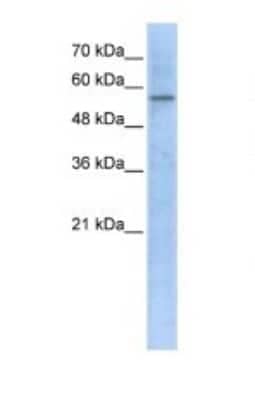 Western Blot: HMGCS1 Antibody [NBP1-54623] - Titration: 1 ug/ml Positive Control: 293T cells lysate.