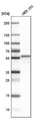 Western Blot: HMGCS1 Antibody [NBP1-83246] - Analysis in human cell line HEK 293.