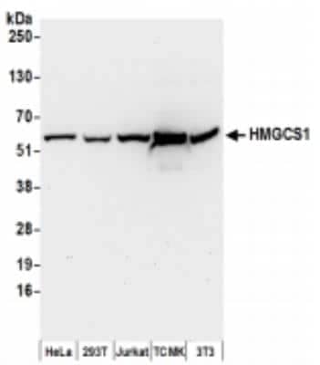 Western Blot: HMGCS1 Antibody [NBP2-36554] - Samples: Whole cell lysate (50 ug) from HeLa, 293T, Jurkat,  mouse TCMK-1, and mouse NIH3T3 cells prepared using NETN lysis buffer. Antibodies: Affinity purified rabbit anti-HMGCS1 antibody used for WB at 0.1 ug/ml. Detection: Chemiluminescence with an exposure time of 30 seconds.