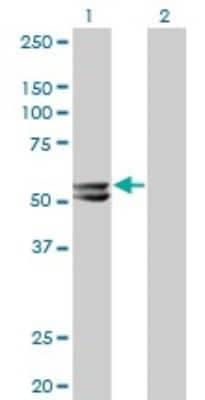 Western Blot: HMGCS2 Antibody (1E9) [H00003158-M06] - Analysis of HMGCS2 expression in transfected 293T cell line by HMGCS2 monoclonal antibody (M06), clone 1E9. Lane 1: HMGCS2 transfected lysatE (56.6 KDa). Lane 2: Non-transfected lysate.