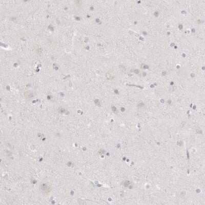 Immunohistochemistry-Paraffin: HMGCS2 Antibody [NBP2-33908] - Staining of human cerebral cortex shows no positivity in neurons as expected.