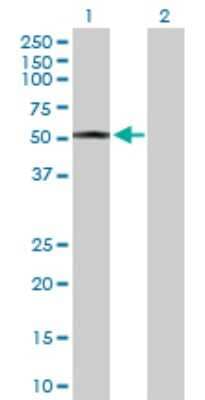 Western Blot: HMGCS2 Antibody [H00003158-D01P] - Analysis of HMGCS2 expression in transfected 293T cell line by HMGCS2 polyclonal antibody.Lane 1: HMGCS2 transfected lysate(56.60 KDa).Lane 2: Non-transfected lysate.