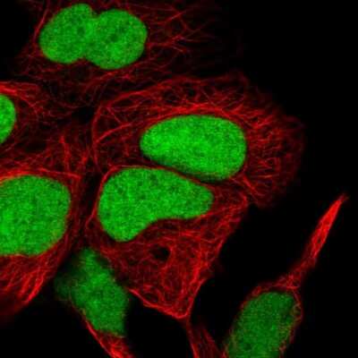 Immunocytochemistry/Immunofluorescence: HMGN1/HMG14 Antibody [NBP2-47433] - Staining of human cell line HEK 293 shows localization to nucleus. Antibody staining is shown in green. Antibody staining is shown in green.