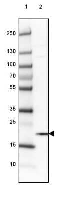 Western Blot: HMGN1/HMG14 Antibody [NBP2-47433] - Lane 1: Marker [kDa] 250, 130, 100, 70, 55, 35, 25, 15, 10Lane 2: Human cell line NTERA-2