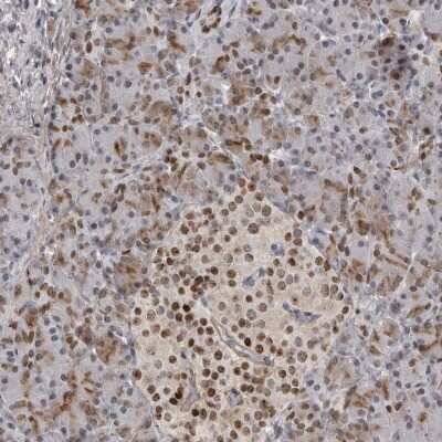 Immunohistochemistry-Paraffin: HMGN3/TRIP7 Antibody [NBP1-86904] - Staining of human pancreas shows low expression as expected.