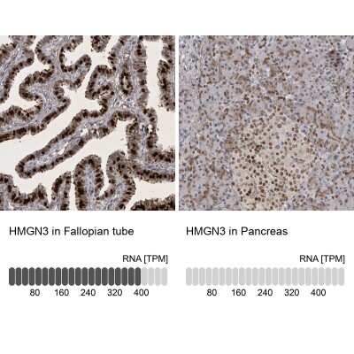 <b>Orthogonal Strategies Validation. </b>Immunohistochemistry-Paraffin: HMGN3/TRIP7 Antibody [NBP1-86904] - Staining in human fallopian tube and pancreas tissues using anti-HMGN3 antibody. Corresponding HMGN3 RNA-seq data are presented for the same tissues.