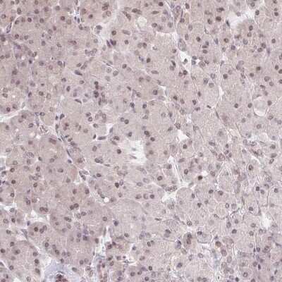 Immunohistochemistry-Paraffin: HMGN3/TRIP7 Antibody [NBP2-62640] - Staining of human pancreas shows low expression as expected.