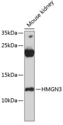 Western Blot: HMGN3/TRIP7 Antibody [NBP3-03518] - Analysis of extracts of mouse kidney, using HMGN3/TRIP7 antibody at 1:3000 dilution. Secondary antibody: HRP Goat Anti-Rabbit IgG (H+L) at 1:10000 dilution. Lysates/proteins: 25ug per lane. Blocking buffer: 3% nonfat dry milk in TBST. Detection: ECL Basic Kit.