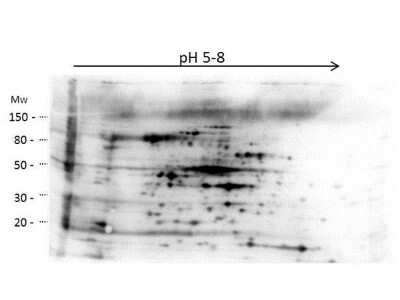 Western Blot: HMW E.Coli Host Cell Proteins Antibody [NBP2-44206] - 2D Western Blot of anti-E.coli High Molecular Weight Host Cell Protein antibody. Load: 35 Ug HMW HCP.