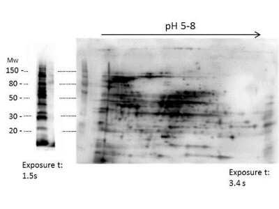 Western Blot HMW E.Coli Host Cell Proteins Antibody - BSA Free