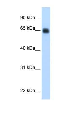 Western Blot: Kininogen Antibody [NBP1-53176] - Human Liver cell lysate, concentration 0.2-1 ug/ml.