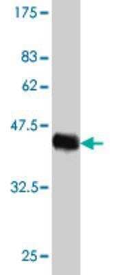 Western Blot: HN1 Antibody (2C8) [H00051155-M01] - Detection against Immunogen 