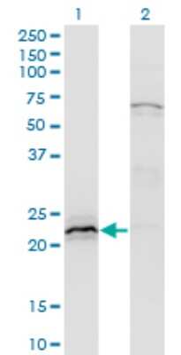 Western Blot: HN1 Antibody (3G6) [H00051155-M02] - Analysis of HN1 expression in transfected 293T cell line by HN1 monoclonal antibody (M02), clone 3G6.Lane 1: HN1 transfected lysate (Predicted MW: 16 KDa).Lane 2: Non-transfected lysate.