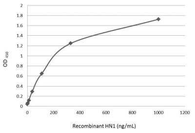 ELISA HN1 Antibody