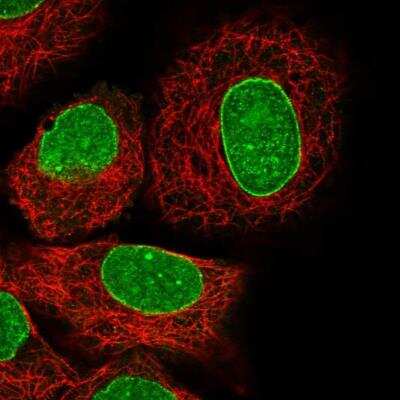 Immunocytochemistry/Immunofluorescence: HN1 Antibody [NBP2-32492] - Staining of human cell line A549 shows positivity in nucleus and  nuclear membrane. Antibody staining is shown in green.