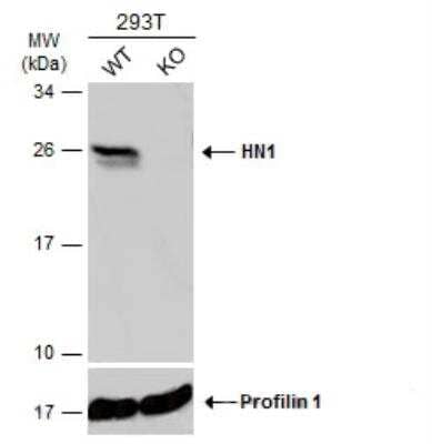 Western Blot HN1 Antibody