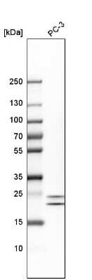 Western Blot: HN1 Antibody [NBP2-32492] - Analysis in human cell line PC-3.