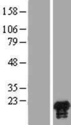 Western Blot: HN1 Overexpression Lysate (Adult Normal) [NBP2-07078] Left-Empty vector transfected control cell lysate (HEK293 cell lysate); Right -Over-expression Lysate for HN1.