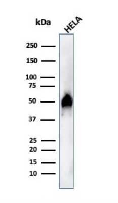 Western Blot: HNF-3 alpha/FoxA1 Antibody (FOXA1/1515) - Azide and BSA Free [NBP2-54415] - Western Blot Analysis of HeLa cell lysate using HNF-3 alpha/FoxA1 antibody (FOXA1/1515).