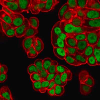 Immunocytochemistry/Immunofluorescence: HNF-3 alpha/FoxA1 Antibody (FOXA1/1518) - Azide and BSA Free [NBP2-54414] - Immunofluorescence Analysis of PFA-fixed MCF-7 cells labeled withHNF-3 alpha/FoxA1 Monoclonal Antibody (HNF-3 alpha/FoxA1/1518)followed by goat anti- mouse IgG-CF488. Counterstain is Phalloiden (Red).