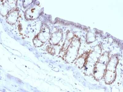 Immunohistochemistry-Paraffin: HNF-3 alpha/FoxA1 Antibody (FOXA1/1518) - Azide and BSA Free [NBP2-54414] - Formalin-fixed, paraffin-embedded Rat Colon stained with FOXA1 Monoclonal Antibody (FOXA1/1518).