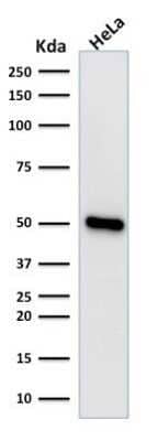 Western Blot: HNF-3 alpha/FoxA1 Antibody (FOXA1/1518) - Azide and BSA Free [NBP2-54414] - Western Blot Analysis of human HeLa cell lysate using HNF-3 alpha/FoxA1 Antibody (FOXA1/1518).