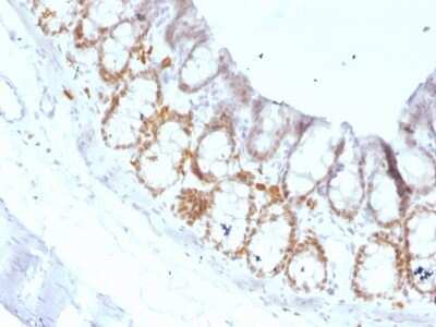 Immunohistochemistry-Paraffin: HNF-3 alpha/FoxA1 Antibody (FOXA1/1519) - Azide and BSA Free [NBP2-54413] - Formalin-fixed, paraffin-embedded Rat Colon stained with FOXA1 Monoclonal Antibody (FOXA1/1519).