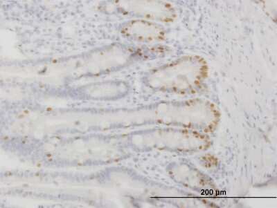 Immunohistochemistry-Paraffin: HNF-3 beta/FoxA2 Antibody (4G11) [H00003170-M11] - Analysis of monoclonal antibody to FOXA2 on formalin-fixed paraffin-embedded human small Intestine. Antibody concentration 0.2 ug/ml