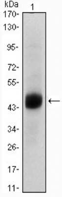 Western Blot: HNF-3 beta/FoxA2 Antibody (7H4B7) [NBP1-51574] - Western blot analysis using FOXA2 mouse mAb against A549 (1) cell lysate.