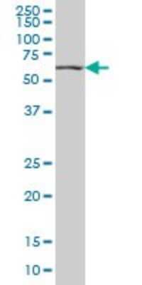Western Blot: HNF-4 alpha/NR2A1 Antibody (4E2) [H00003172-M04] - Analysis of HNF4A expression in HepG2 (Cat # L019V1).