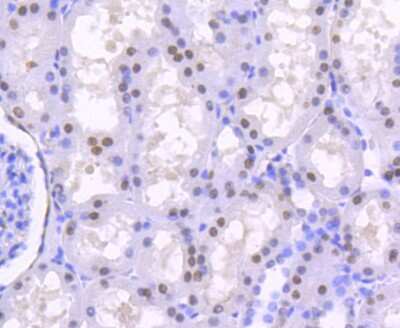 Immunohistochemistry-Paraffin: HNF-4 alpha/NR2A1 Antibody (SN72-03) [NBP2-67679] - Analysis of paraffin-embedded human kidney tissue using anti-HNF-4-alpha antibody. Counter stained with hematoxylin.