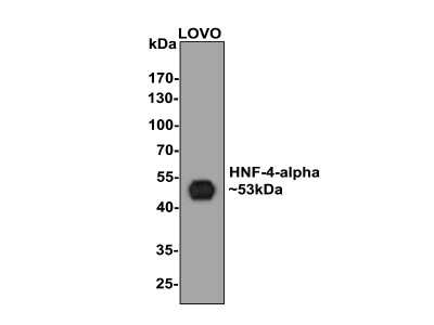 Western Blot: HNF-4 alpha/NR2A1 Antibody (SN72-03) [NBP2-67679] - Analysis of HNF-4-alpha/NR2A1 on LOVO cell lysates with Rabbit anti-HNF-4 alpha/NR2A1 antibody at 1/500 dilution. Lysates/proteins at 10 ug/Lane. Predicted band size: 53 kDa Observed band size: 53 kDa Exposure time: 2 minutes; 10% SDS-PAGE gel. Proteins were transferred to a PVDF membrane and blocked with 5% NFDM/TBST for 1 hour at room temperature. The primary antibody at 1/500 dilution was used in 5% NFDM/TBST at room temperature for 2 hours. Goat Anti-Rabbit IgG - HRP Secondary Antibody at 1:200,000 dilution was used for 1 hour at room temperature.