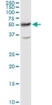 Western Blot: HNF-4 alpha/NR2A1 Antibody [H00003172-D01P] - Analysis of HNF4A expression in Raw 264.7.