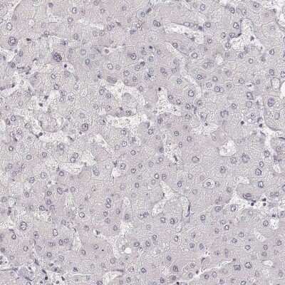 Immunohistochemistry-Paraffin: HNF-4 gamma/NR2A2 Antibody [NBP1-82531] - Staining of human liver shows low expression as expected.